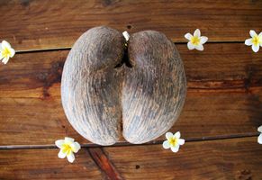 Kokosnuss Coco de Mer Seychellen