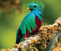 Der Quetzal, einheimischer Vogel Costa Ricas