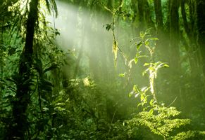 Nebelwald von Monteverde