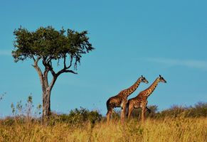 Faszinierende Tierbeobachtungen in den einzigartigen Nationalparks Tansanias