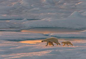 Mit etwas Glück zu beobachten: Eisbären in der Arktis