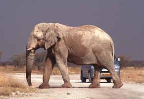 Elefant, Namibia 