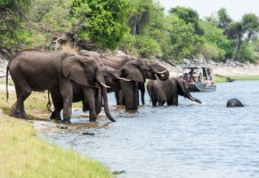 Elefanten am Chobe-Fluss, Botswana Reise