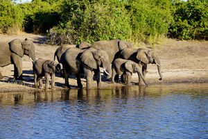 Best of Botswana Elefanten