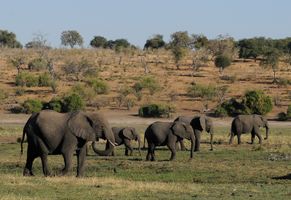 Elefantenherde im Chobe Nationalpark