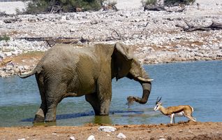 Namibia Elefant 