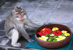 Affe auf Bali, Indonesien Reise