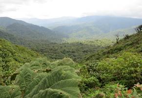 Dichter Regenwald, Mittelamerika