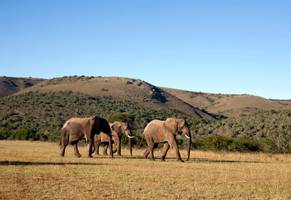 Tierbeobachtungen in Südafrika