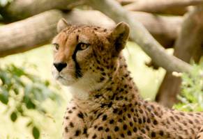 Leopard, Afrika Reise