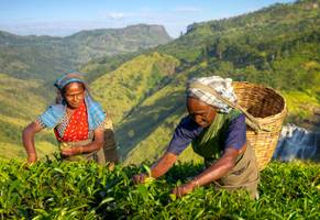 Teepflückerinnen, Sri Lanka
