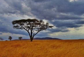 Acacia-Baum, Tansania