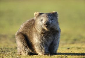 Wombat in Tasmanien, Australien