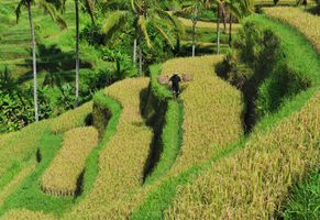 Bali, Reisfelder bei Ubud