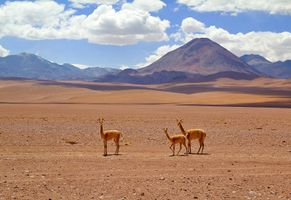 Tierische Szenerien in der Atacama-Wüste