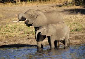 Elefanten im Chobe-Nationalpark, Botswana