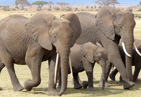 Elefanten in Kenia