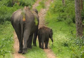 Elefanten in Südindien