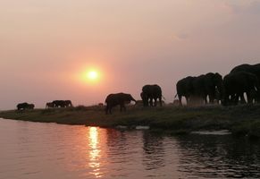 Elefanten in der Abenddämmerung 