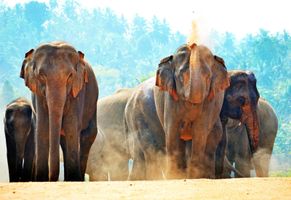 Sri-Lanka-Elefant