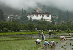 Farmarbeit auf den Reisfeldern Bhutans