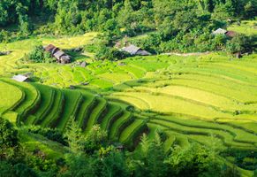 Felder im Norden Vietnams