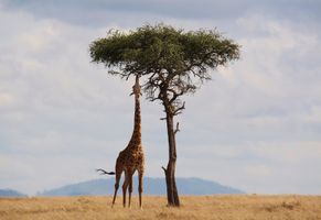 Giraffe, Afrika Reise