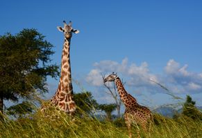 Giraffen, Tansania Reise