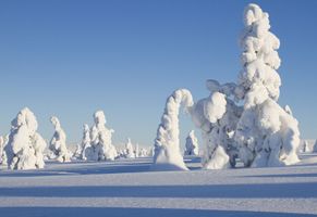 Mit Schnee bedeckte Bäume in der Winterlandschaft