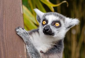 Lemur, Madagaskar Reise