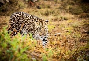 Leopard, Südafrika