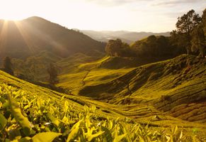 Teeplantage in den Cameron Highlands von Malaysia