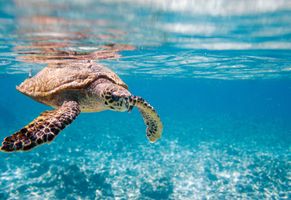 Meeresschildkröte, Kreuzfahrt Seychellen
