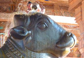 Nandi-Bulle im Brihadeeshwarar-Tempels