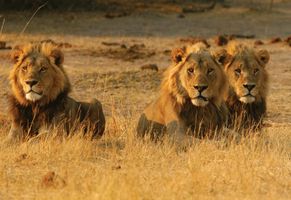 Löwen im Chobe-Nationalpark