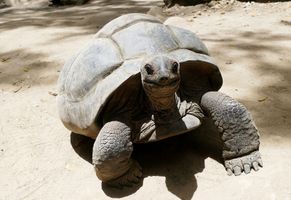 Die auf den Seychellen beheimate Riesenschildkröte