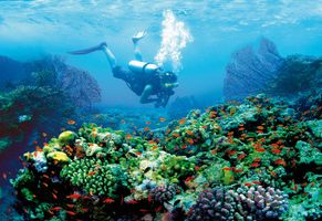 Prachtvolle Unterwasserwelt, Fidschi
