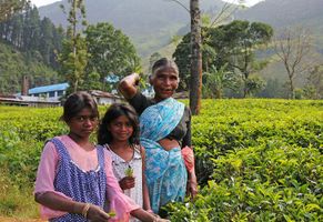 Teeplantage - Sri Lanka