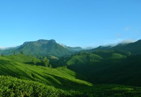 Teeplantagen in Munnar