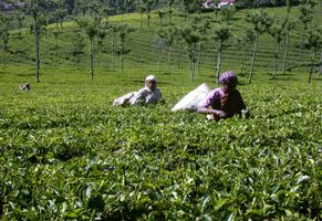 Teeplantagen in Assam