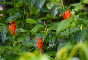 Flora, Suriname Reise