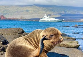 Aqua Mare mit Galapagos Pelzrobbe