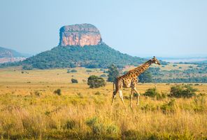 suedafrika_intensive-giraffen