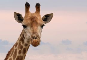 Bei einer Safari in den Nationalparks Südafrikas anzutreffen – die Giraffe