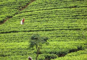 Indien Reise, Tea Estate