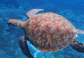 Meeresschildkröte, Raja Ampat