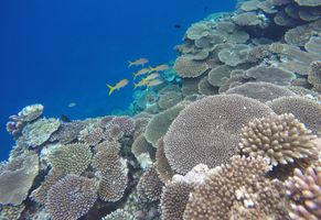 Naturwunder Korallengriff