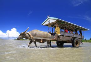 Wasserbüffeltour auf Yubu