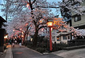Kirschblüte in Kinosaki-Onsen