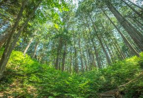 Japanischer Zypressen Wald, Kiso